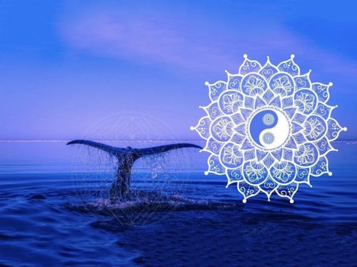Soins du corps - Soin baleine