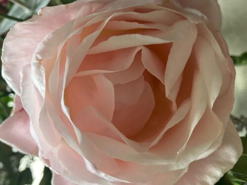 Soin de la rose