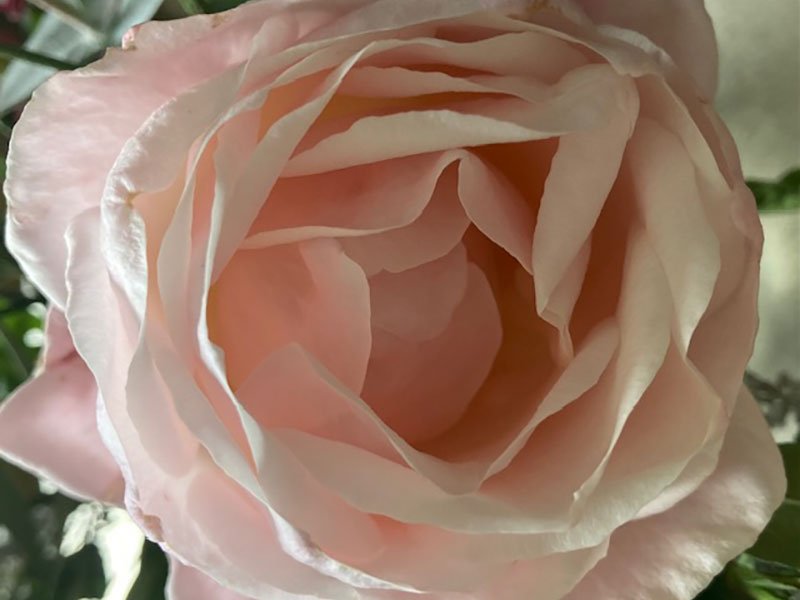 Soin de la rose