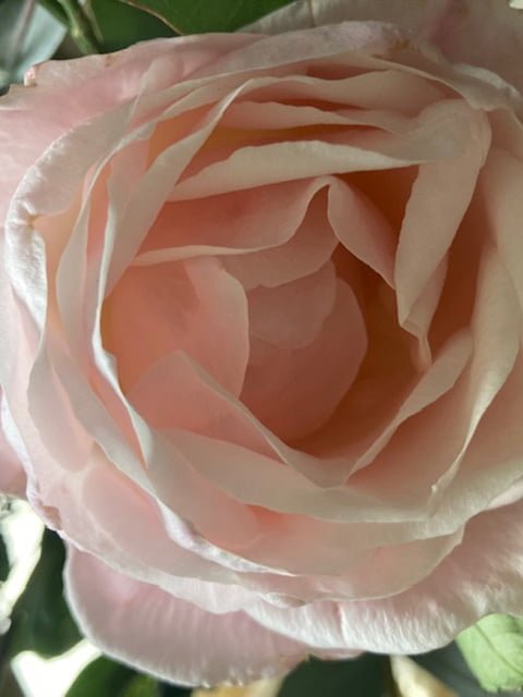La médecine de la rose