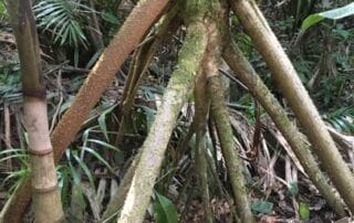 Voyage en Equateur Voyage en Equateur