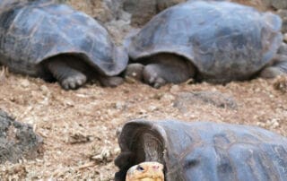 Voyage en Equateur Voyage en Equateur