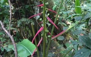 Voyage en Equateur Voyage en Equateur