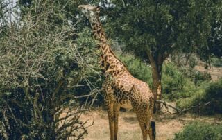 Séjour au Kenya dans un camp Maassaï Séjour au Kenya dans un camp Maassaï