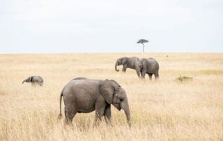 Séjour au Kenya dans un camp Maassaï Séjour au Kenya dans un camp Maassaï