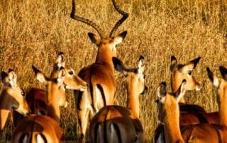 Séjour au Kenya dans un camp Maassaï Séjour au Kenya dans un camp Maassaï
