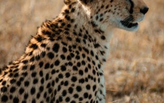 Séjour au Kenya dans un camp Maassaï Séjour au Kenya dans un camp Maassaï