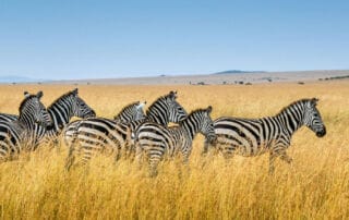 Séjour au Kenya dans un camp Maassaï Séjour au Kenya dans un camp Maassaï