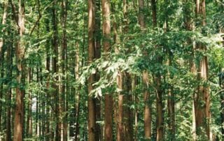 Séjour au Kenya dans un camp Maassaï Séjour au Kenya dans un camp Maassaï