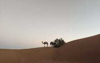 Trek dans le désert marocain au cœur du Sahara Trek dans le désert marocain au cœur du Sahara