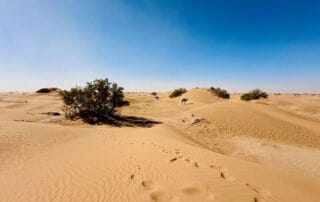 Trek dans le désert marocain au cœur du Sahara Trek dans le désert marocain au cœur du Sahara