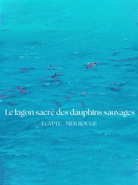 Voyage de nage en conscience avec les dauphins