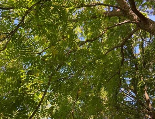 Le Printemps : Conseils de saison