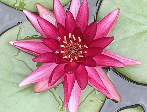 L’été : Conseils de saison