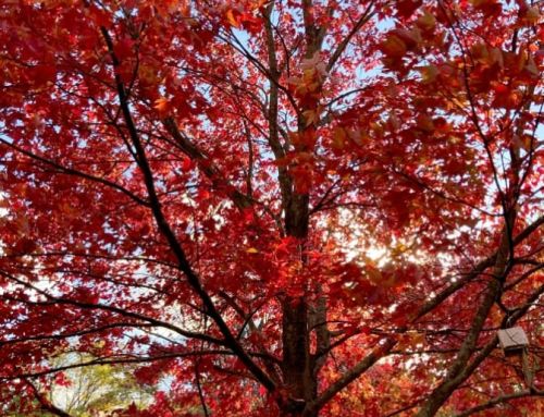 L&rsquo;automne : Conseils de saison
