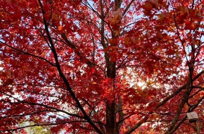 Bien aborder l'automne