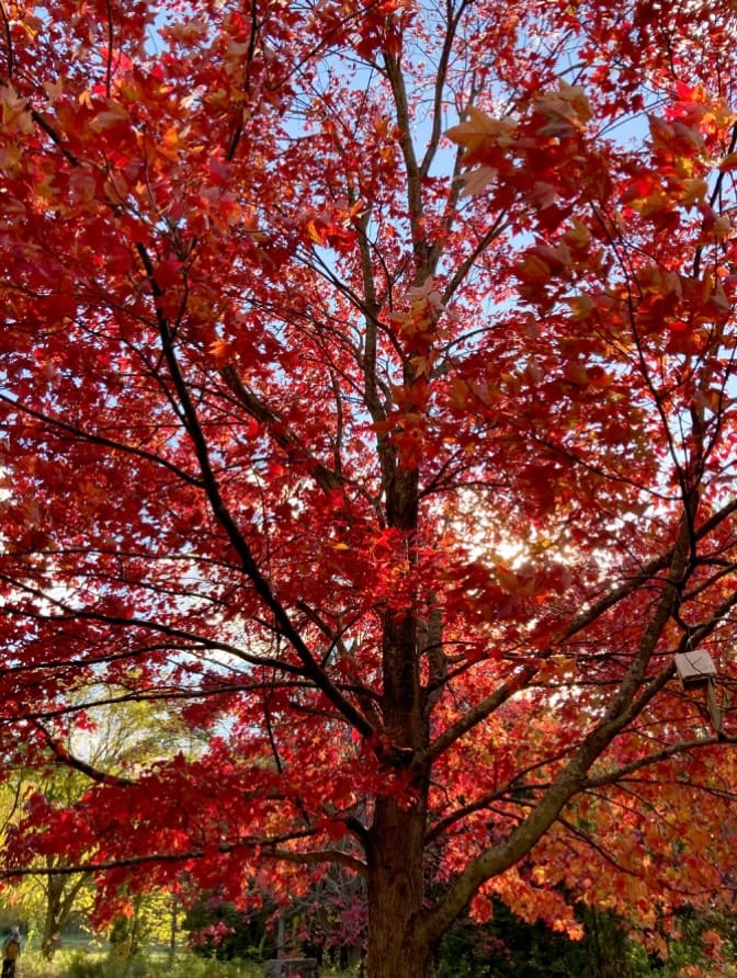Bien aborder l'automne